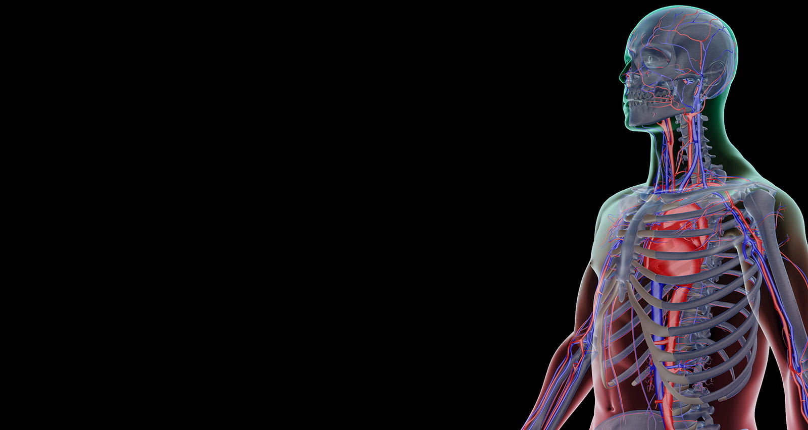 Illustration depicting the blood supply to the upper body