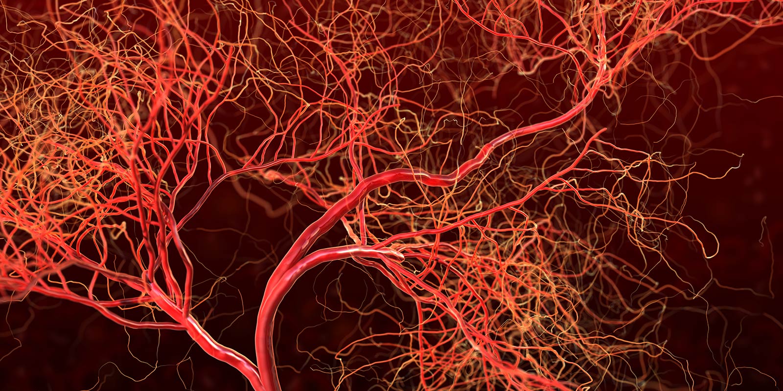 Medical illustration of the vascular system.