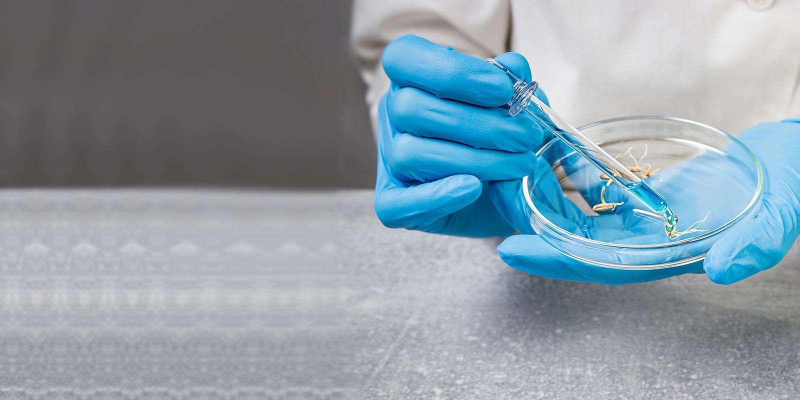 Scientist working with bugs in tray.