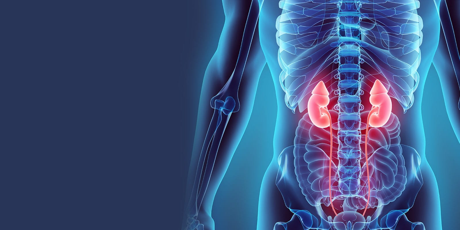 Medical illustration of kidneys.