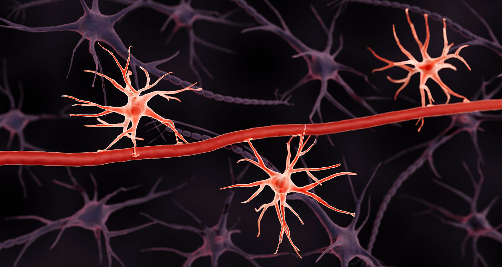 Illustration of astrocytes at the blood-brain barrier
