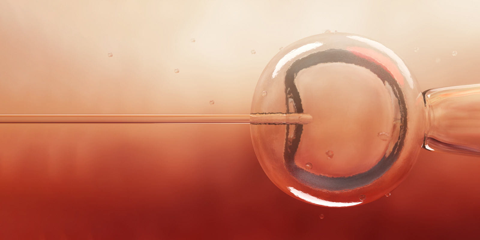 Microscopic research of in vitro fertilization (IVF)