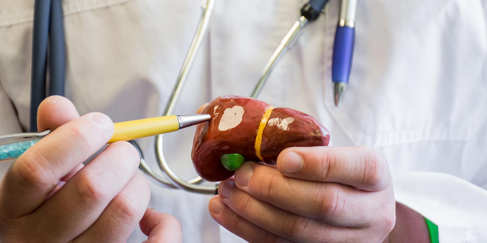 Doctor explaining liver function with a model.