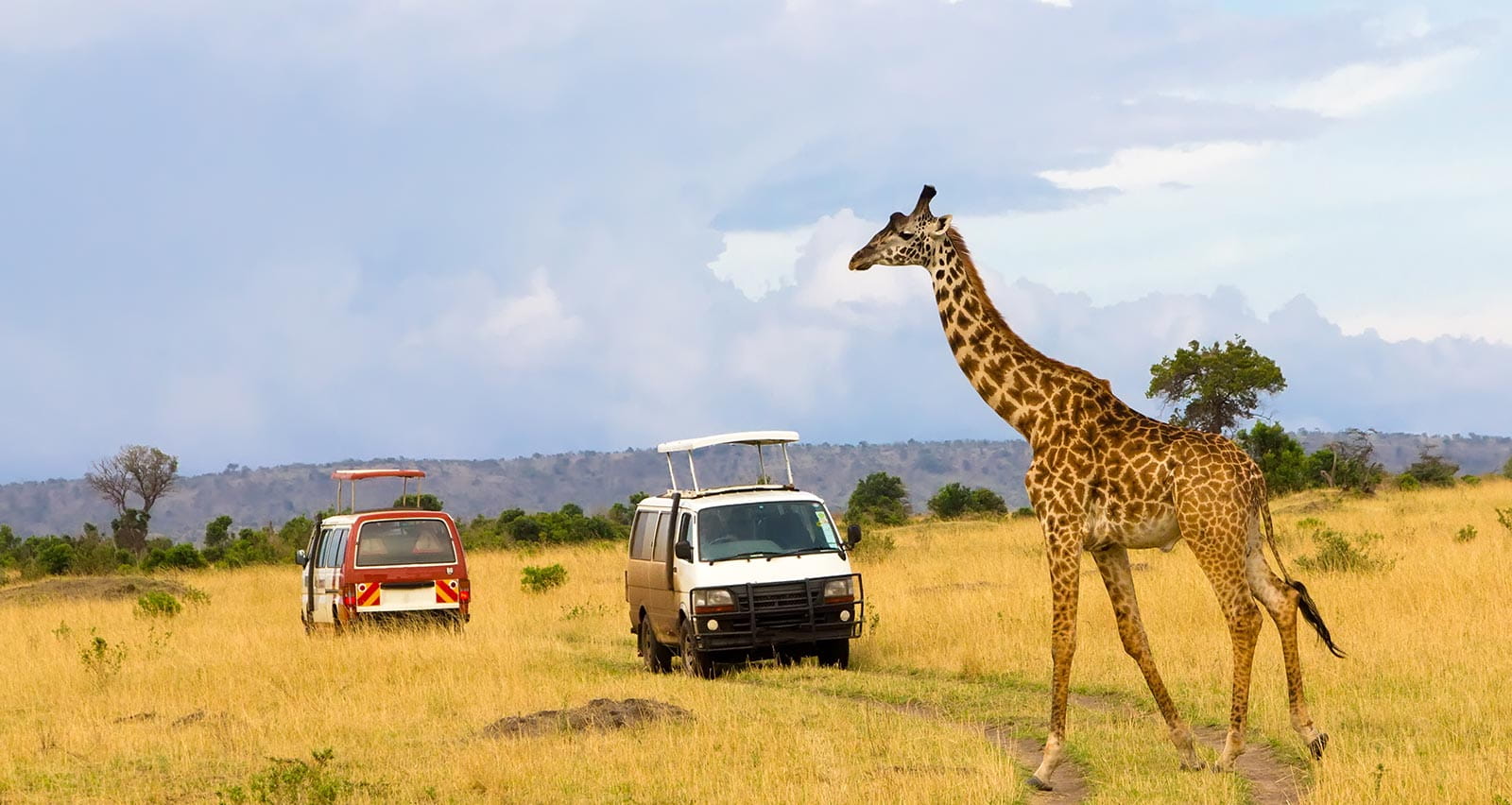 A giraffe crossing the road in the Masai Mara National Reserve, Kenya