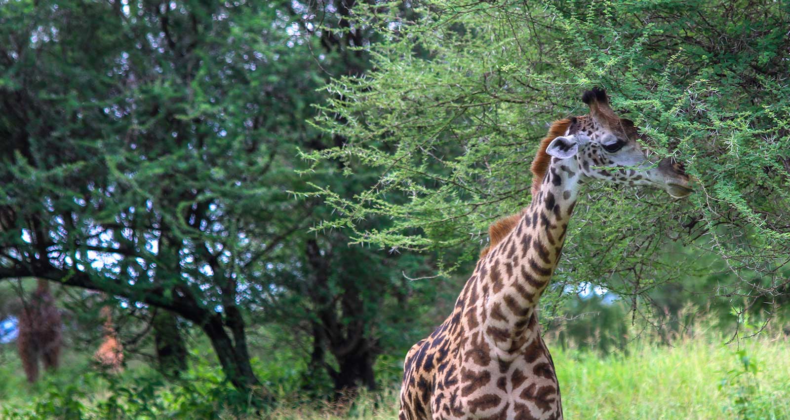 A Giraffe eating from an​ acacia tree in the Ngorongoro conservation area, Tanzania, Africa