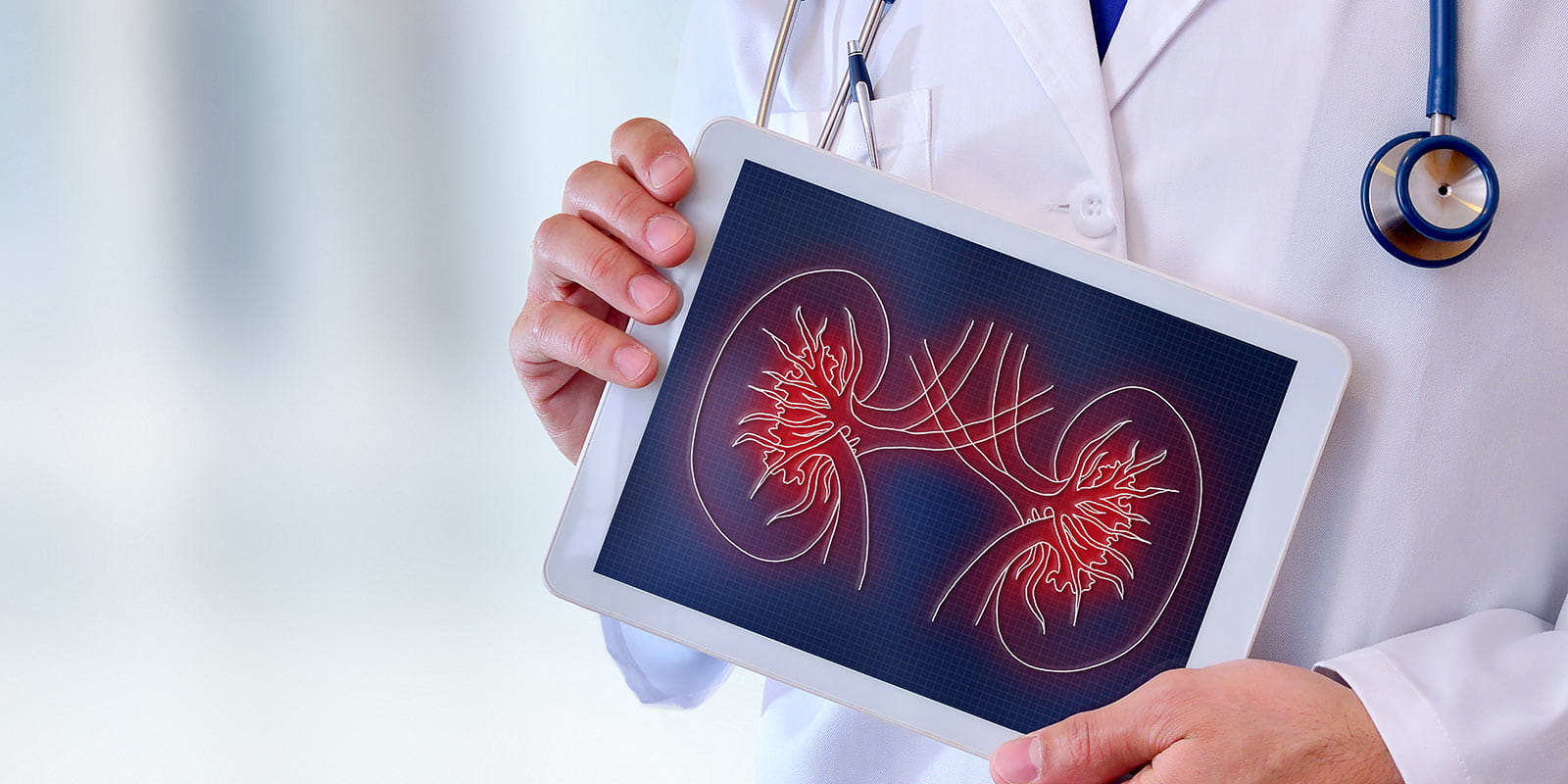 Doctor showing a kidney on a tablet