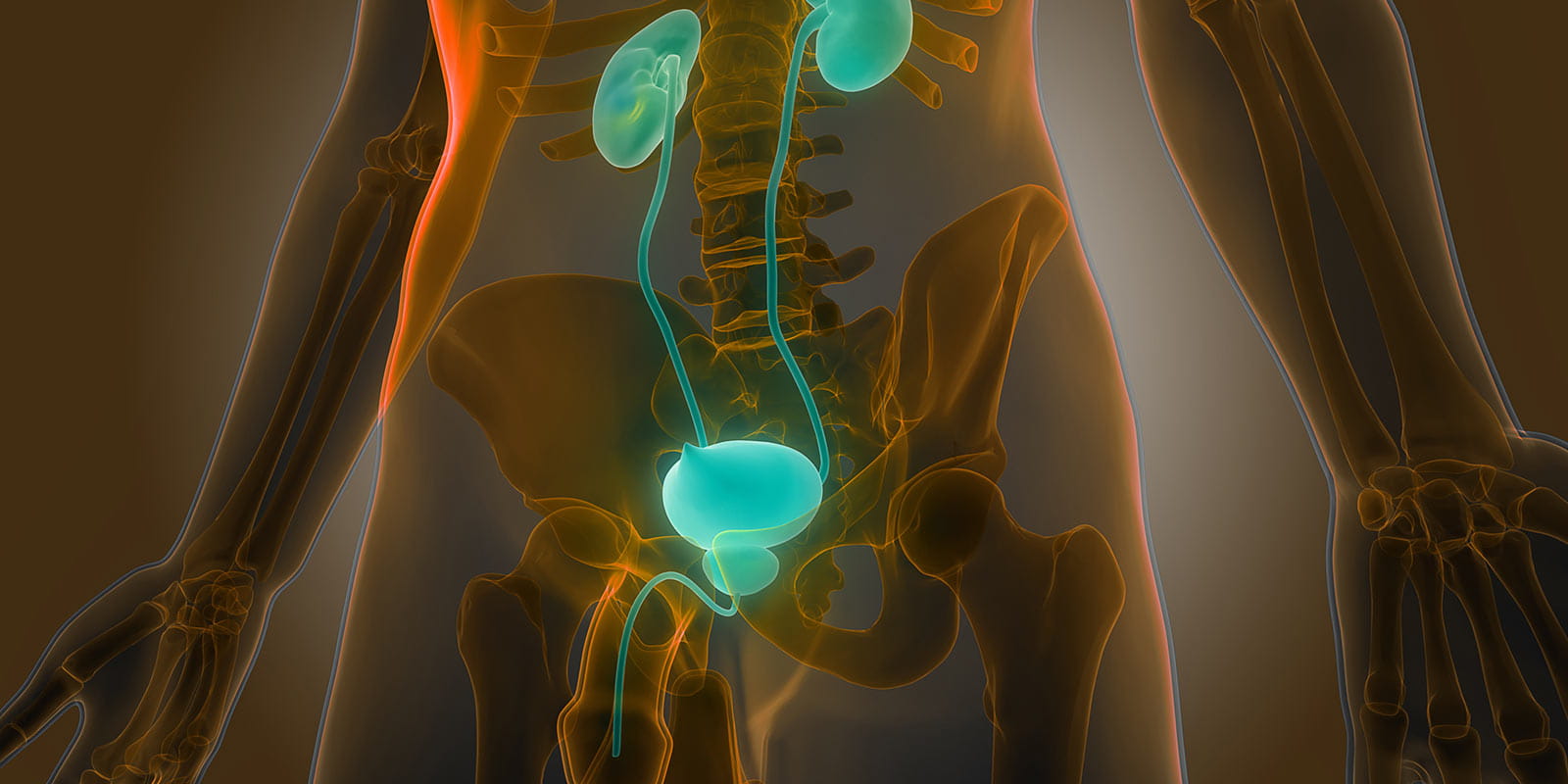 Illustration of Kidneys with Urinary Bladder