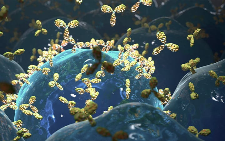Illustration of the production of monoclonal antibodies