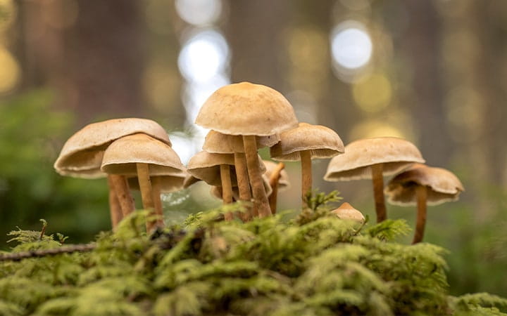 mushrooms